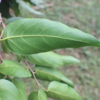 Hopea cordifolia (Thwaites) Trimen